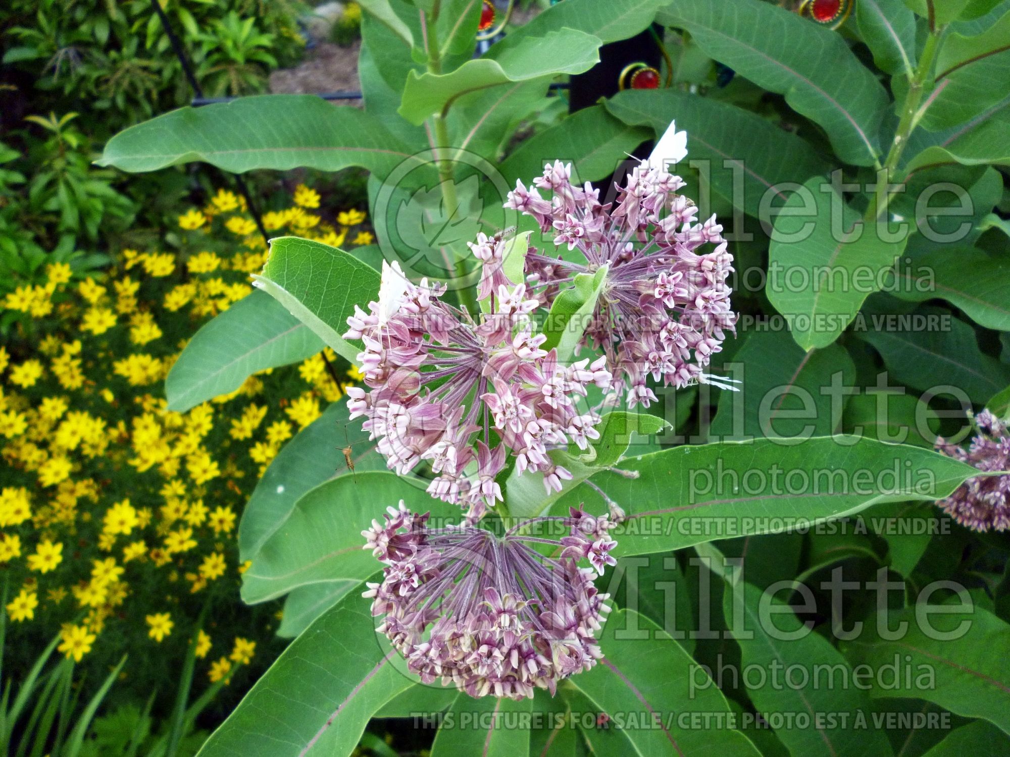 Asclepias syriaca (Asclépiade) 7