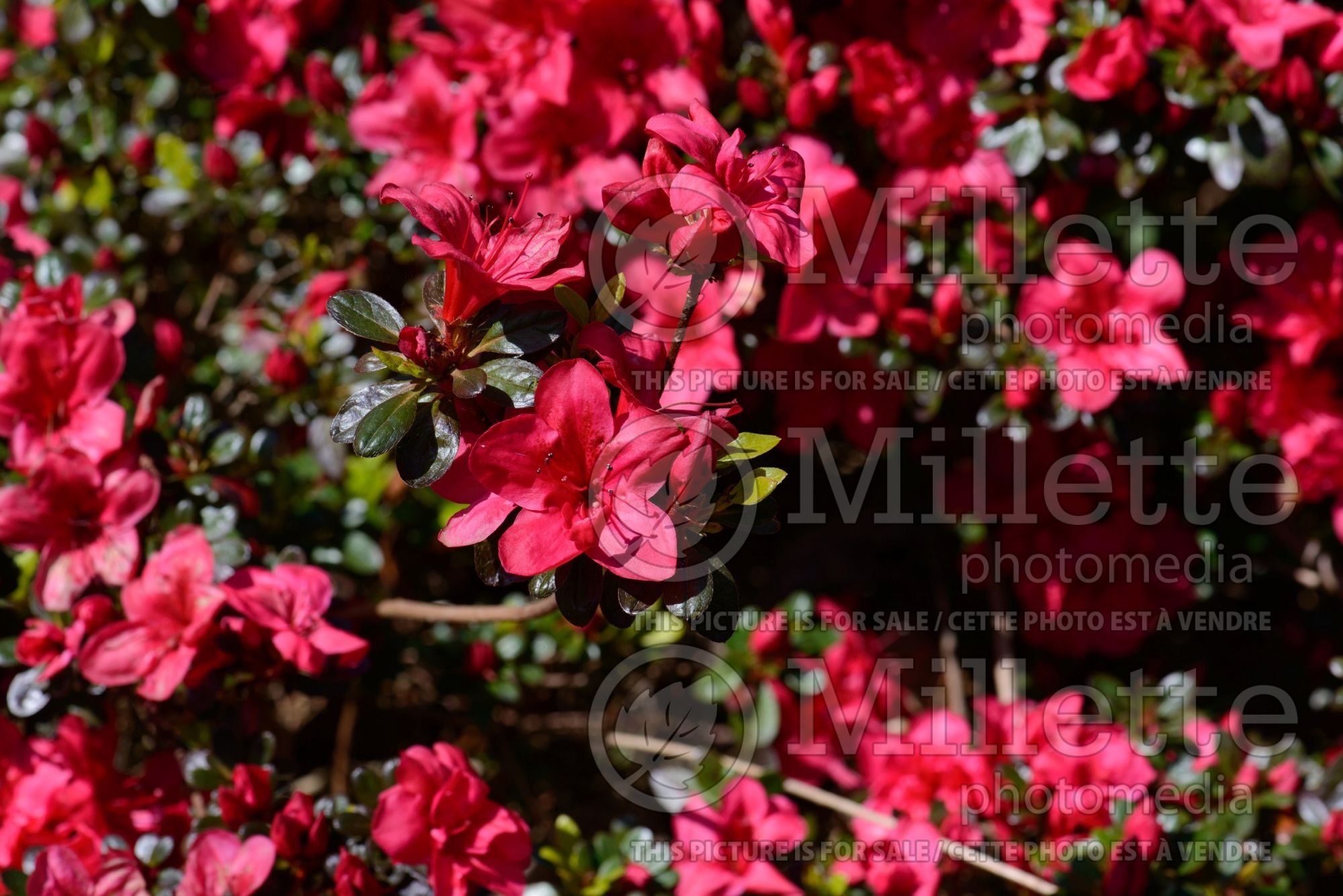 Azalea ou Rhododendron Mother's Day (Rhododendron) 2