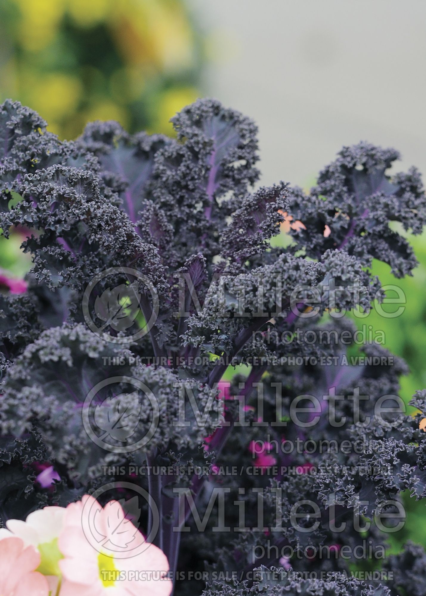 Brassica Redbor (chou ornemental) 14