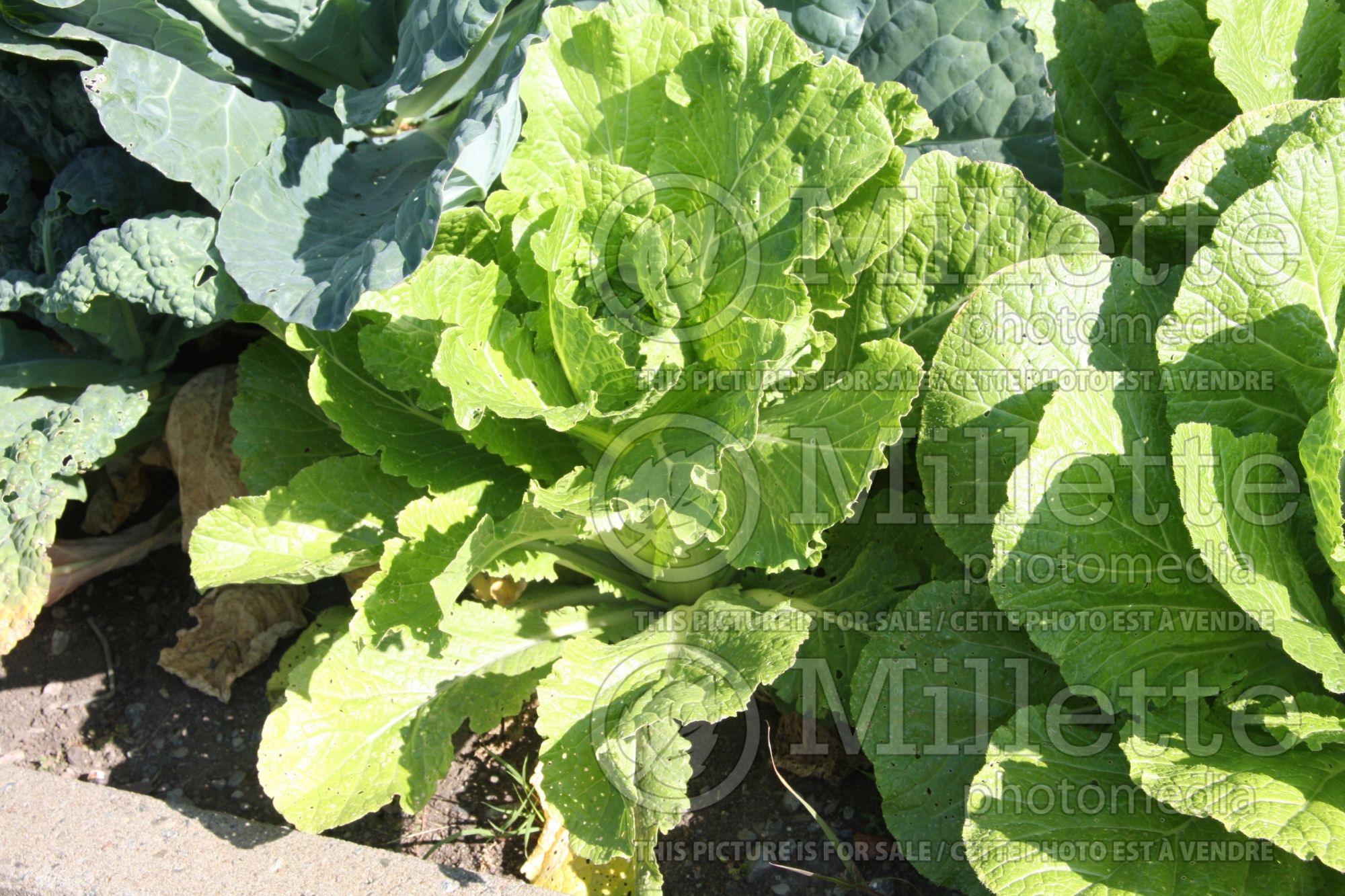 Brassica Greenwich (Pak choi légume asiatique) 1