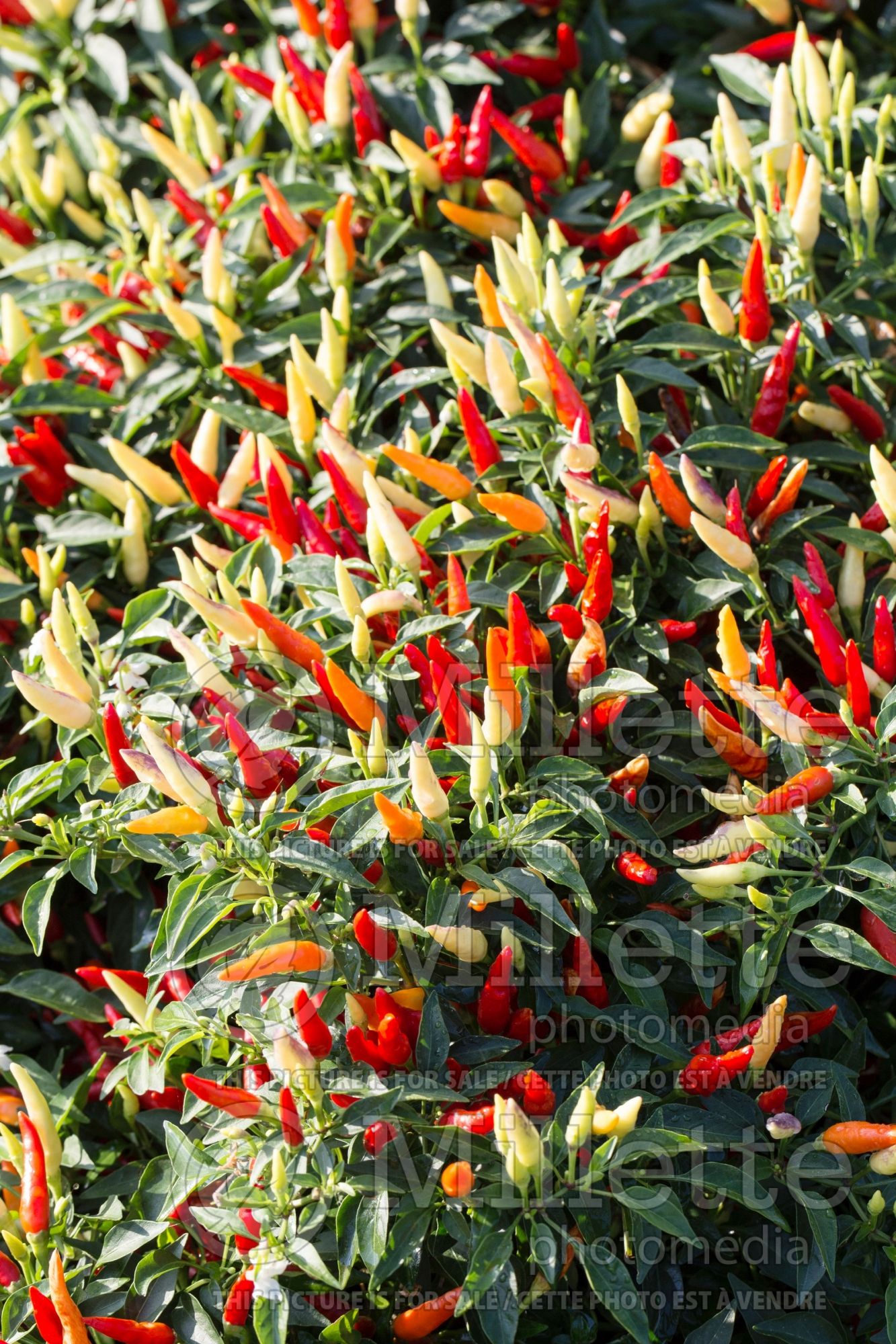 Capsicum Basket of Fire (Poivron ornemental) 6