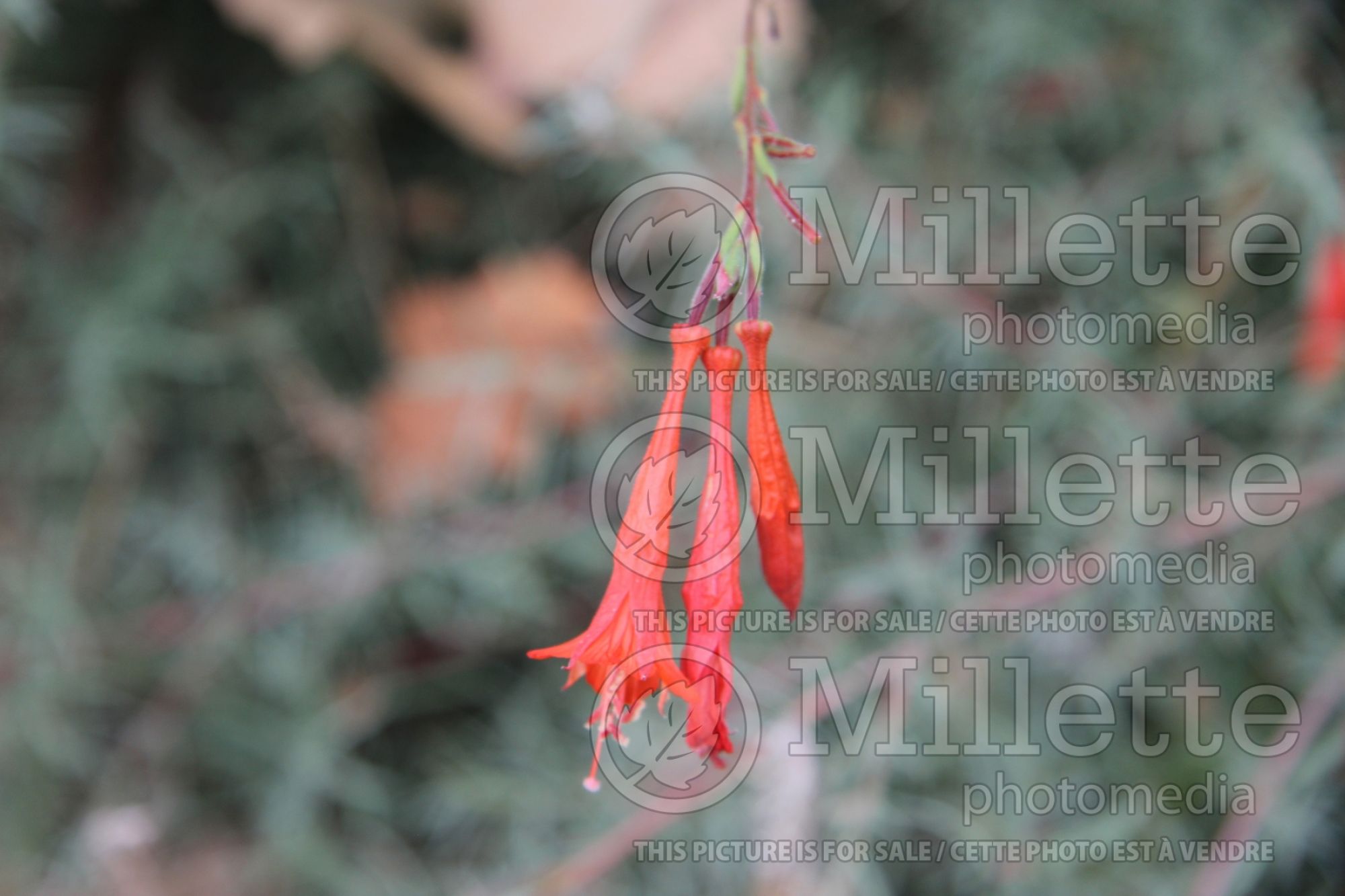Epilobium canum (Epilobe) 2