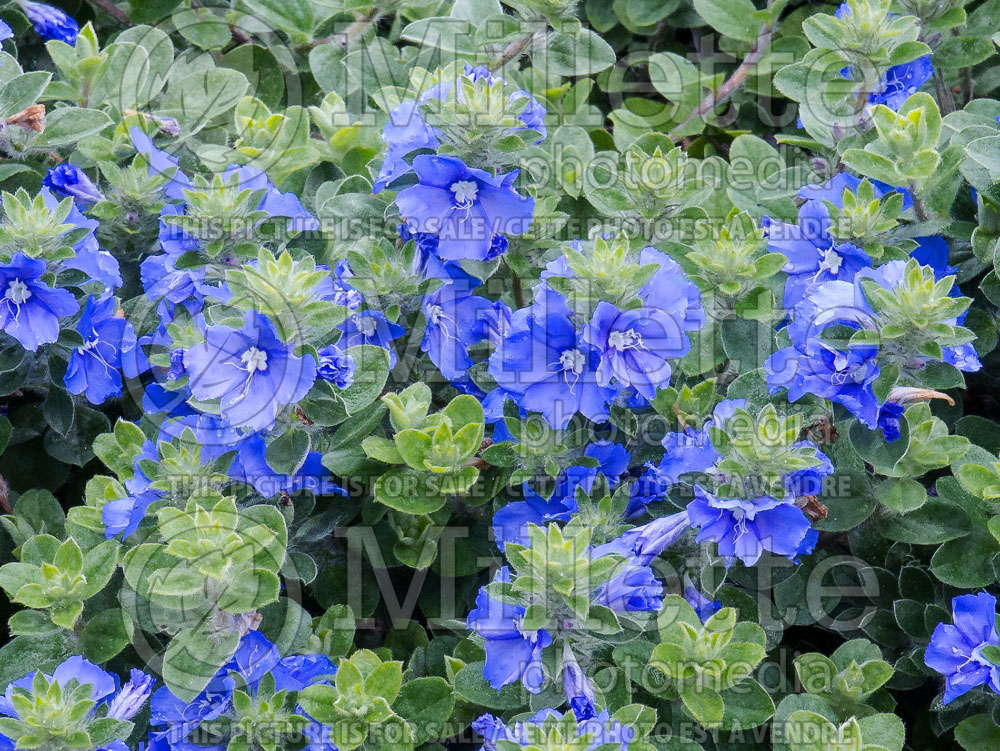 blue my blue my mind flower images blue my blue my mind flower images