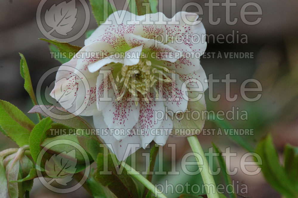 Helleborus Bridal Queen (Lenten Rose)  
