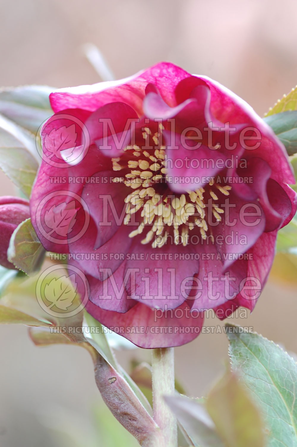 Helleborus Regal Ruffles Strain (Lenten Rose)  