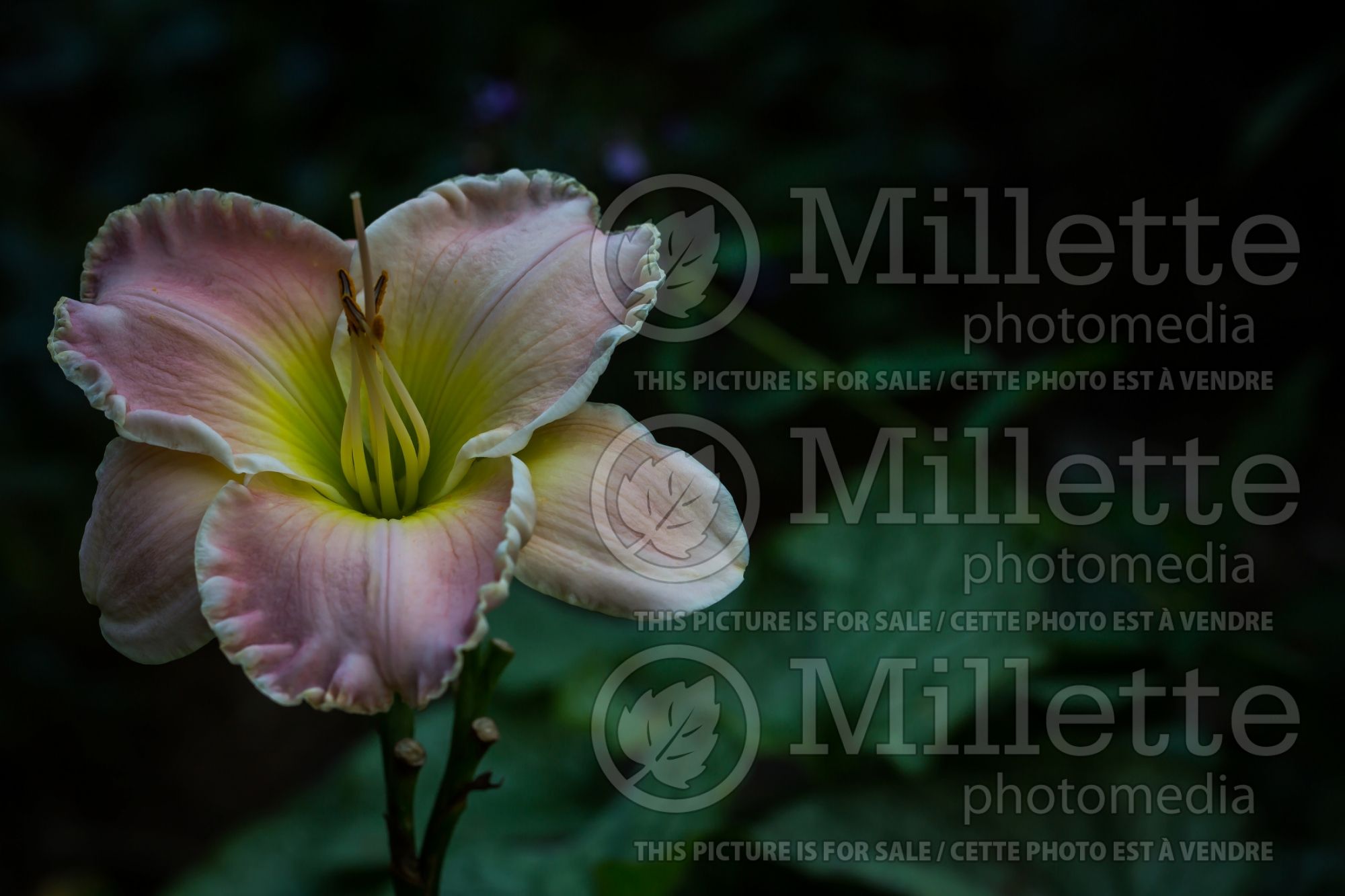 Hemerocallis Nancy Billingslea (Hémérocalle) 1