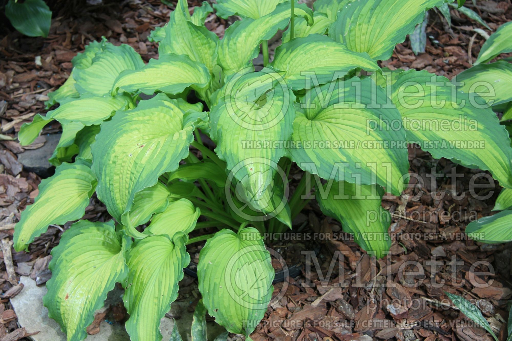 Hosta Emerald Ruff Cut (Hosta funkia) 4