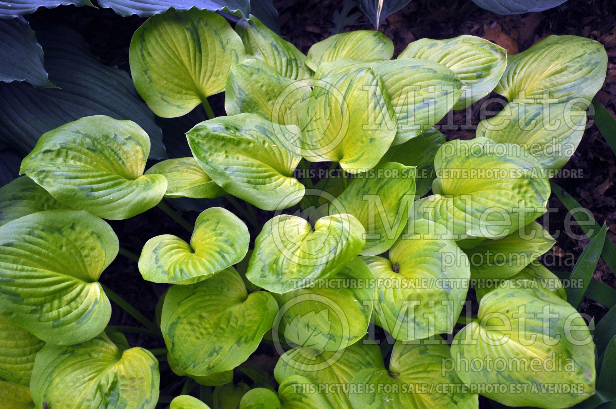 Hosta Tattoo (Hosta funkia) 4