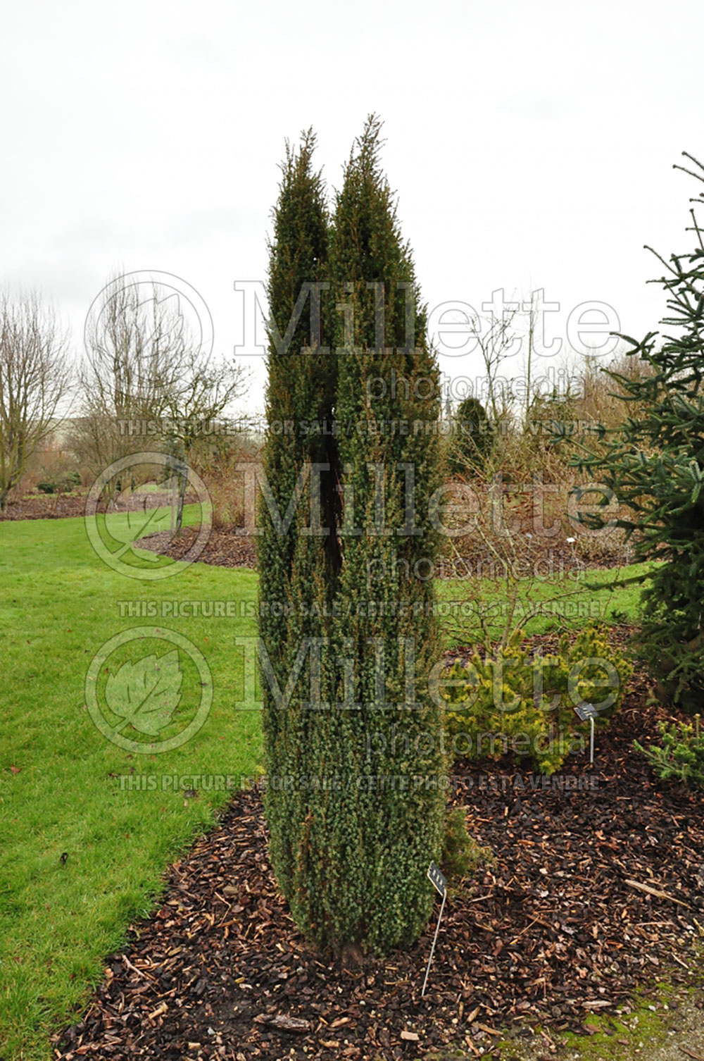 Juniperus Commu...