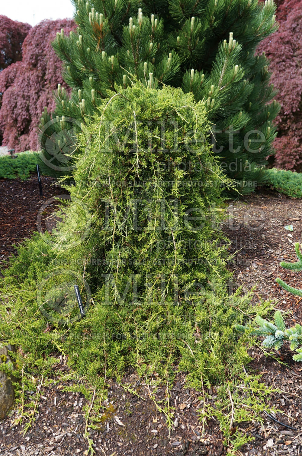 Juniperus Pendula (Juniper conifer) 
