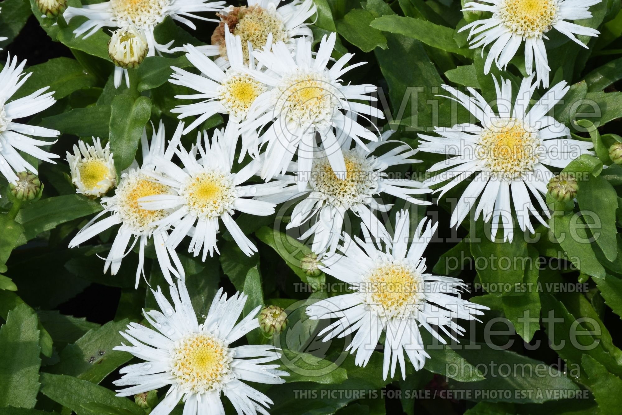 Leucanthemum Double Angel Daisy (Grande marguerite, leucanthème) 3