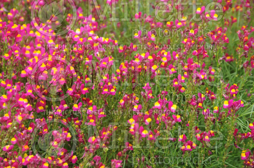 image gallery linaria enchantment image gallery linaria enchantment