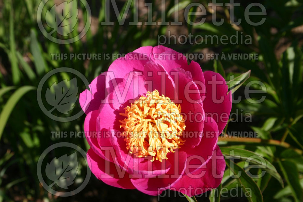 Paeonia Le Charme (Peony)   