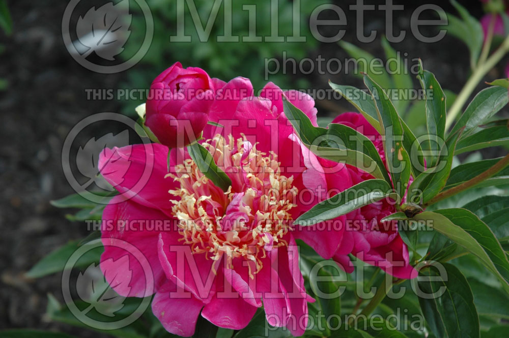 Paeonia Le Charme (Peony)   