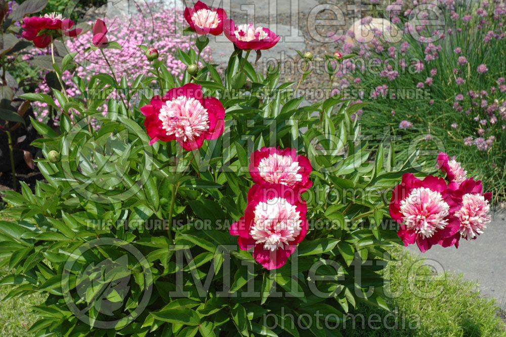 Paeonia Nellie Saylor (Peony)   