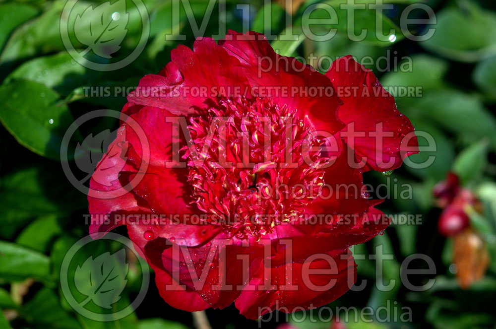 Picture of Paeonia Port Royale (Peony)  