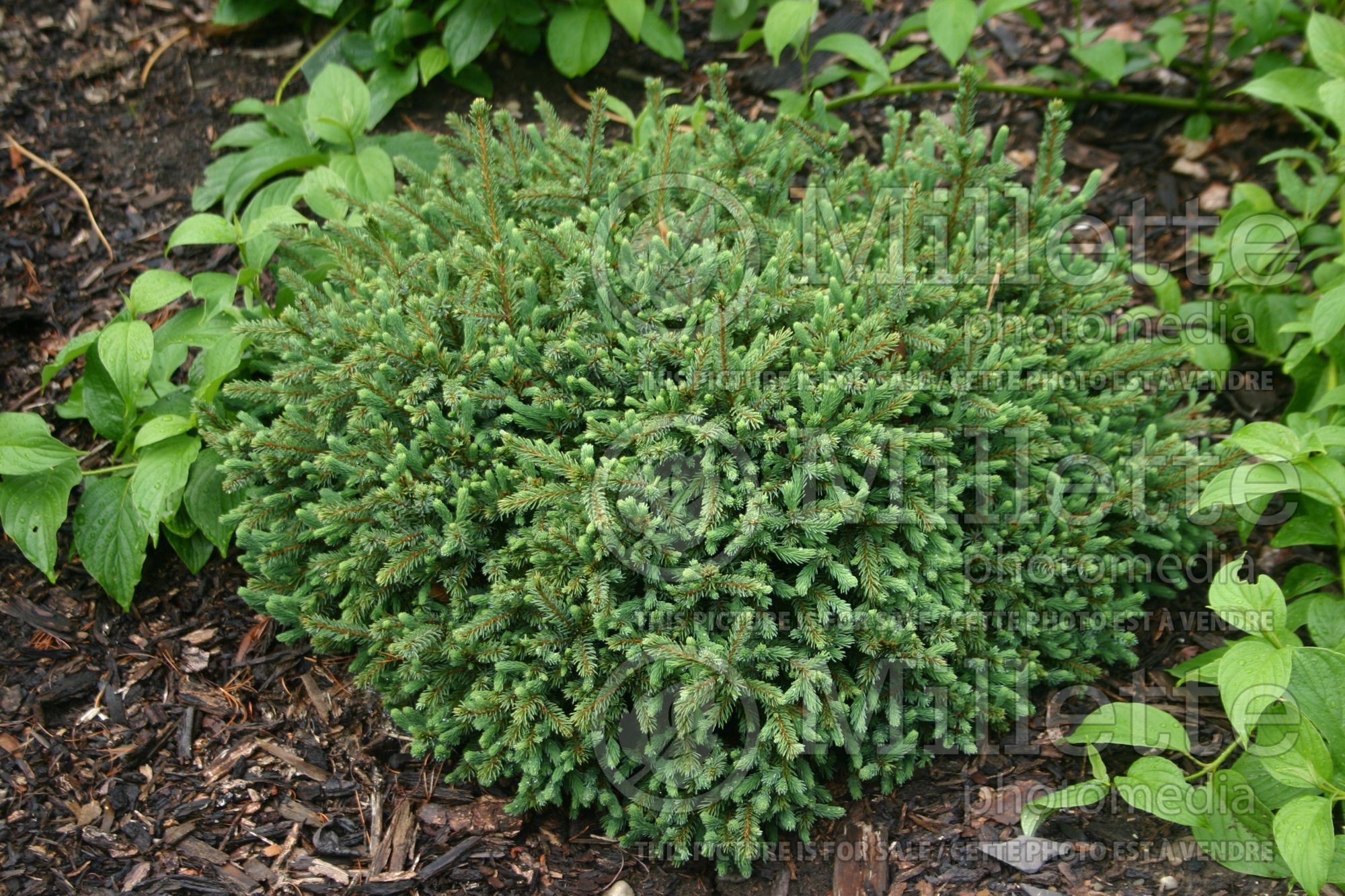 Picea Echiniformis (Épinette conifère) 8