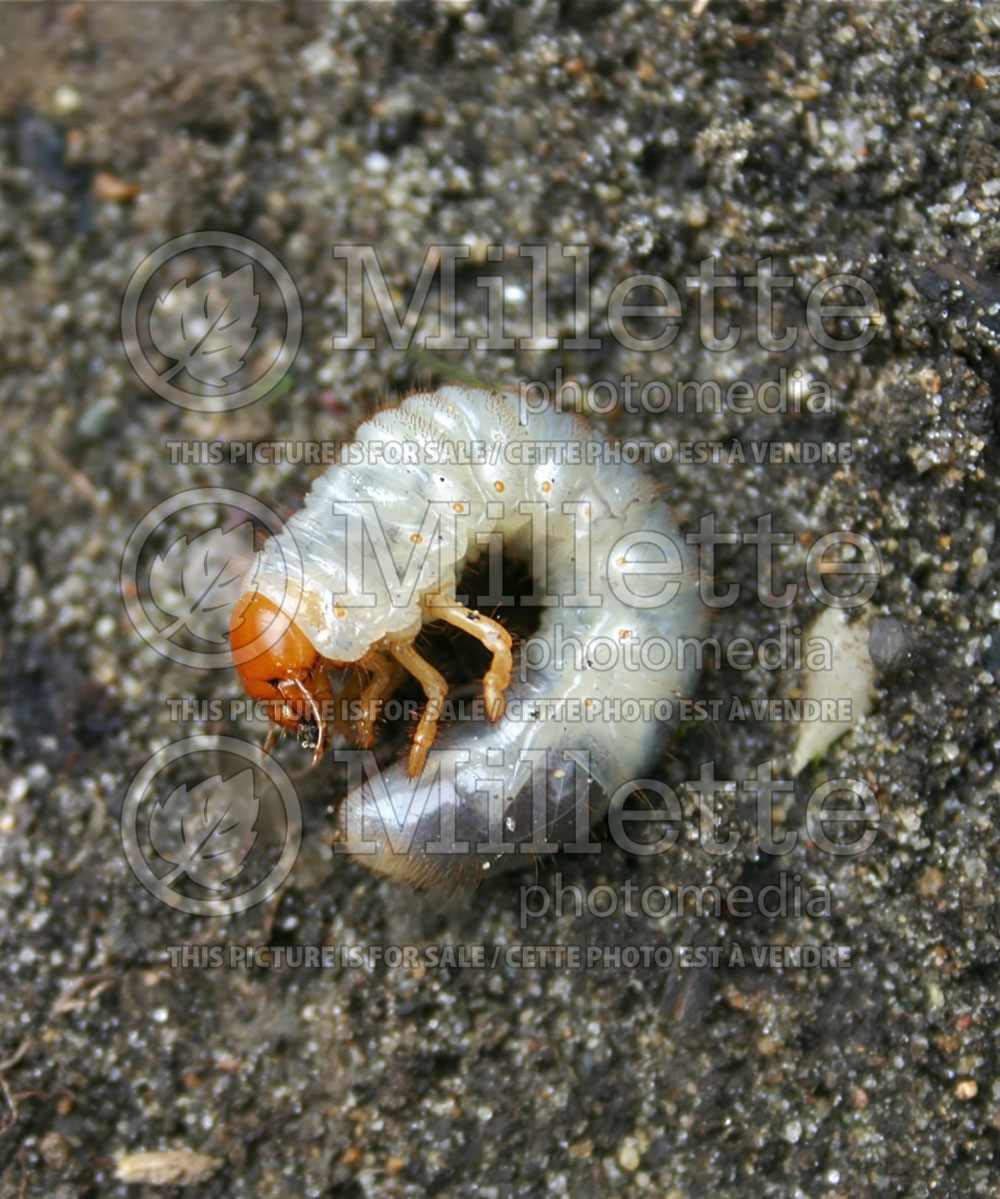 Popillia japonica Japanese beetle (grub worm) (Insect) 1