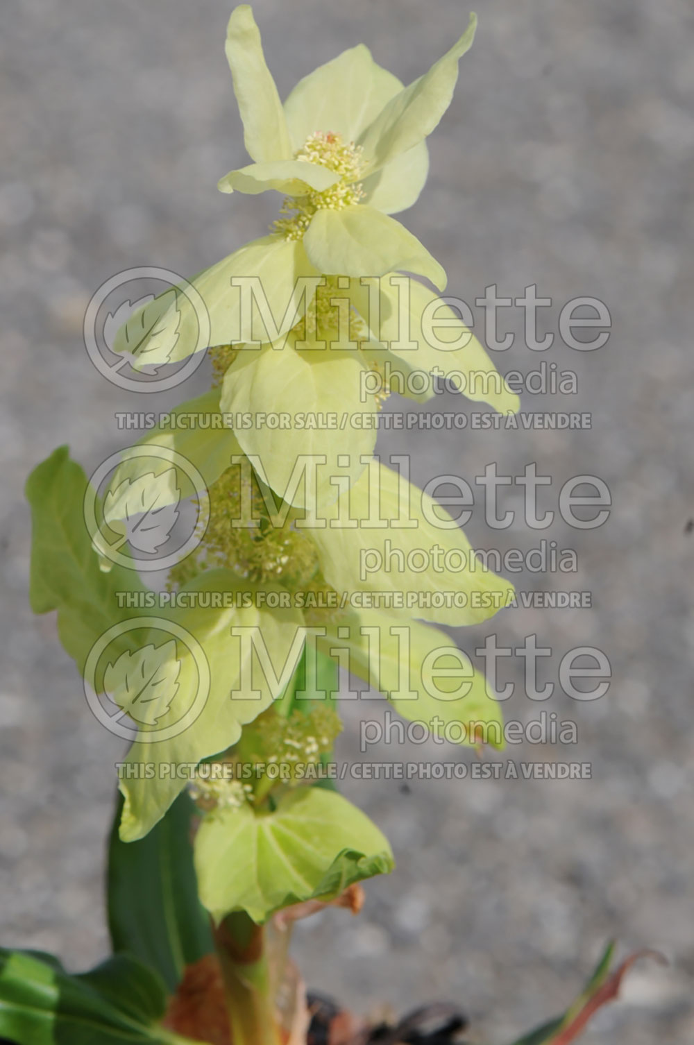 Rheum alexandrae (Alexander Rhubarb)   