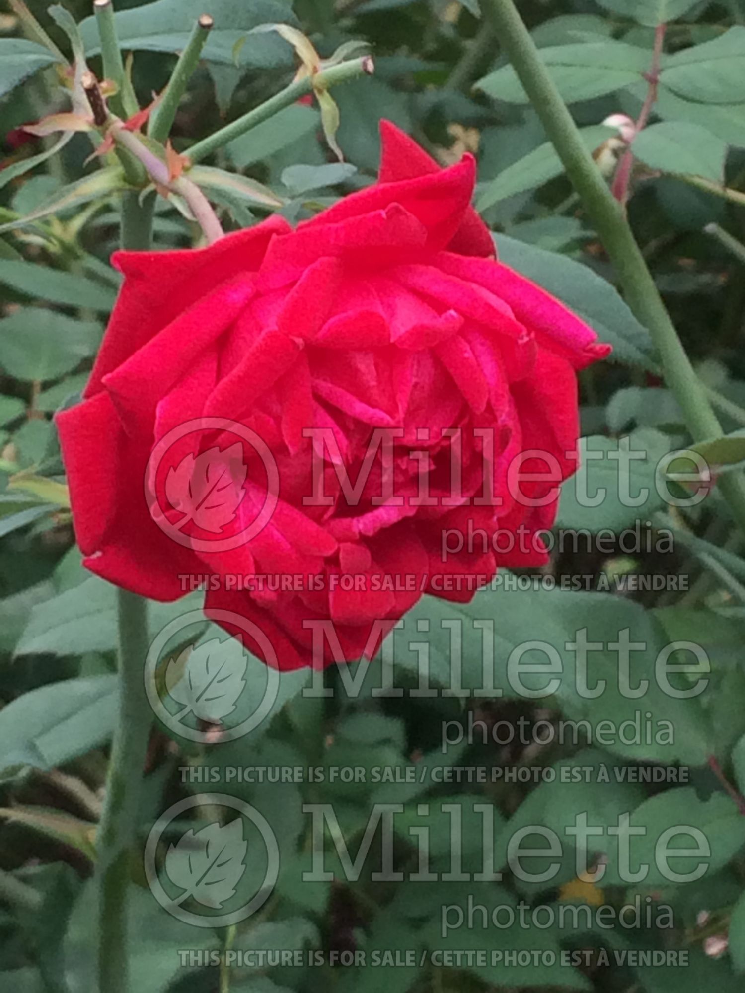 Rosa Boynton's Magic (Rose rosier arbustif) 3