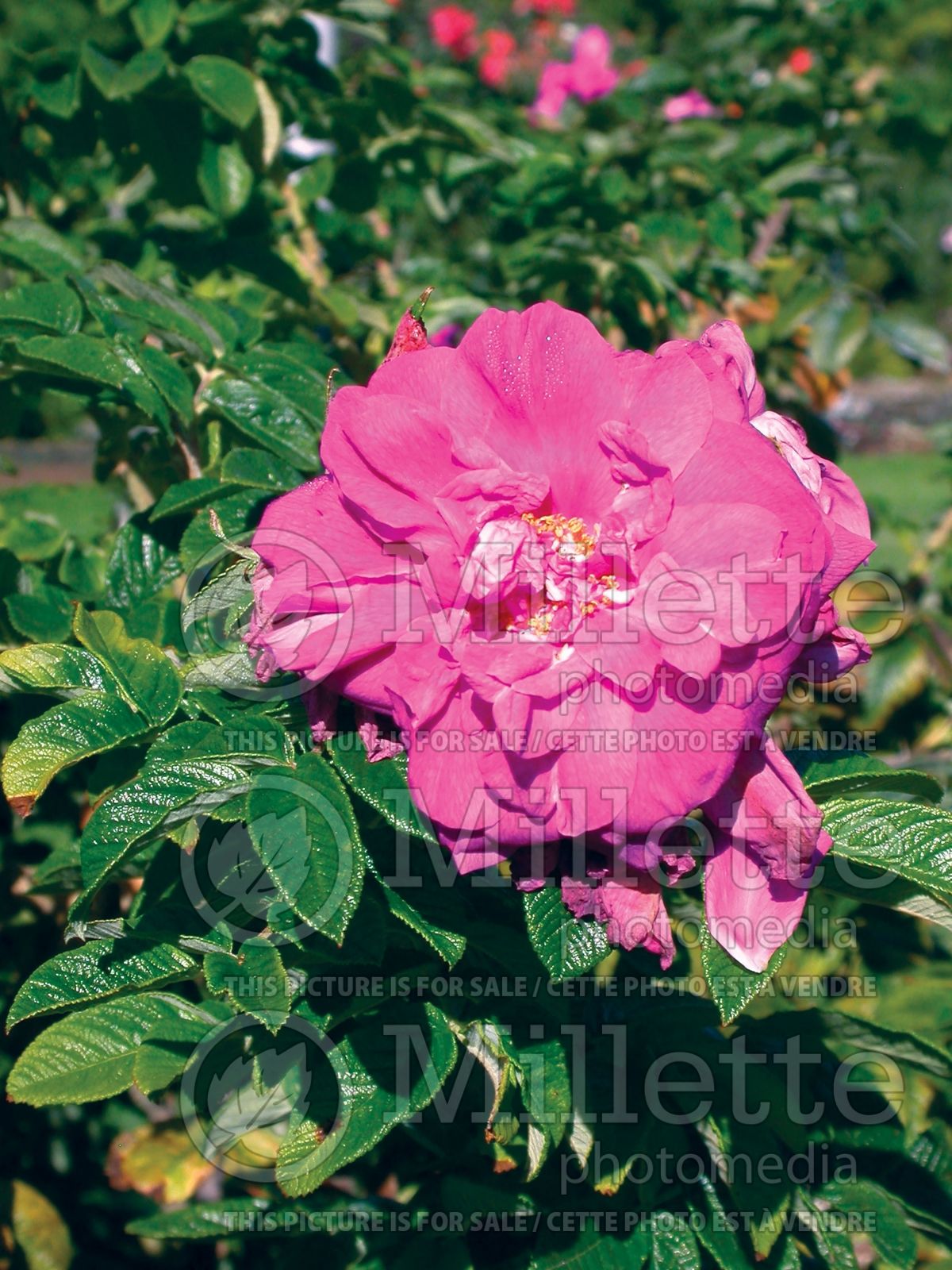 Classic beauties: You can t beat an old-fashioned shrub rose, says 45 Classic beauties: You can t beat an old-fashioned shrub rose, says 23