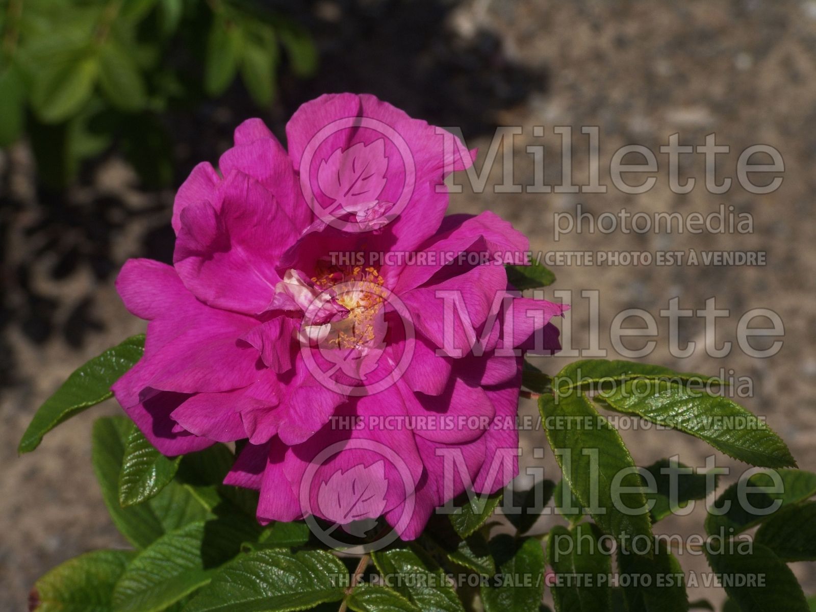 Classic beauties: You can t beat an old-fashioned shrub rose, says 67 Classic beauties: You can t beat an old-fashioned shrub rose, says 53