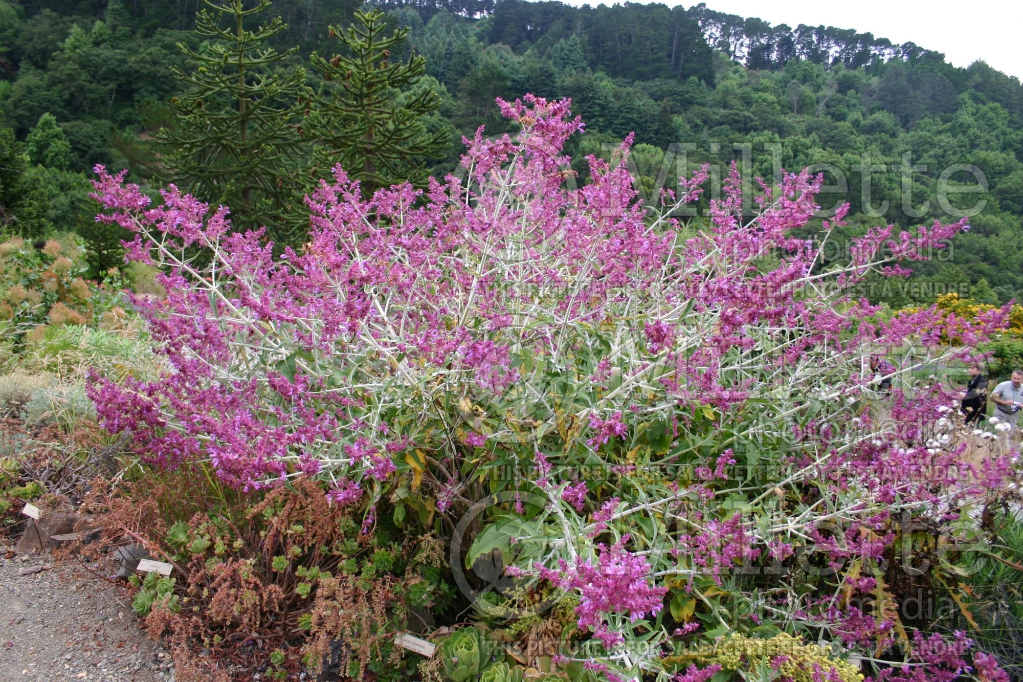 Salvia canariensis (Sauge) 1