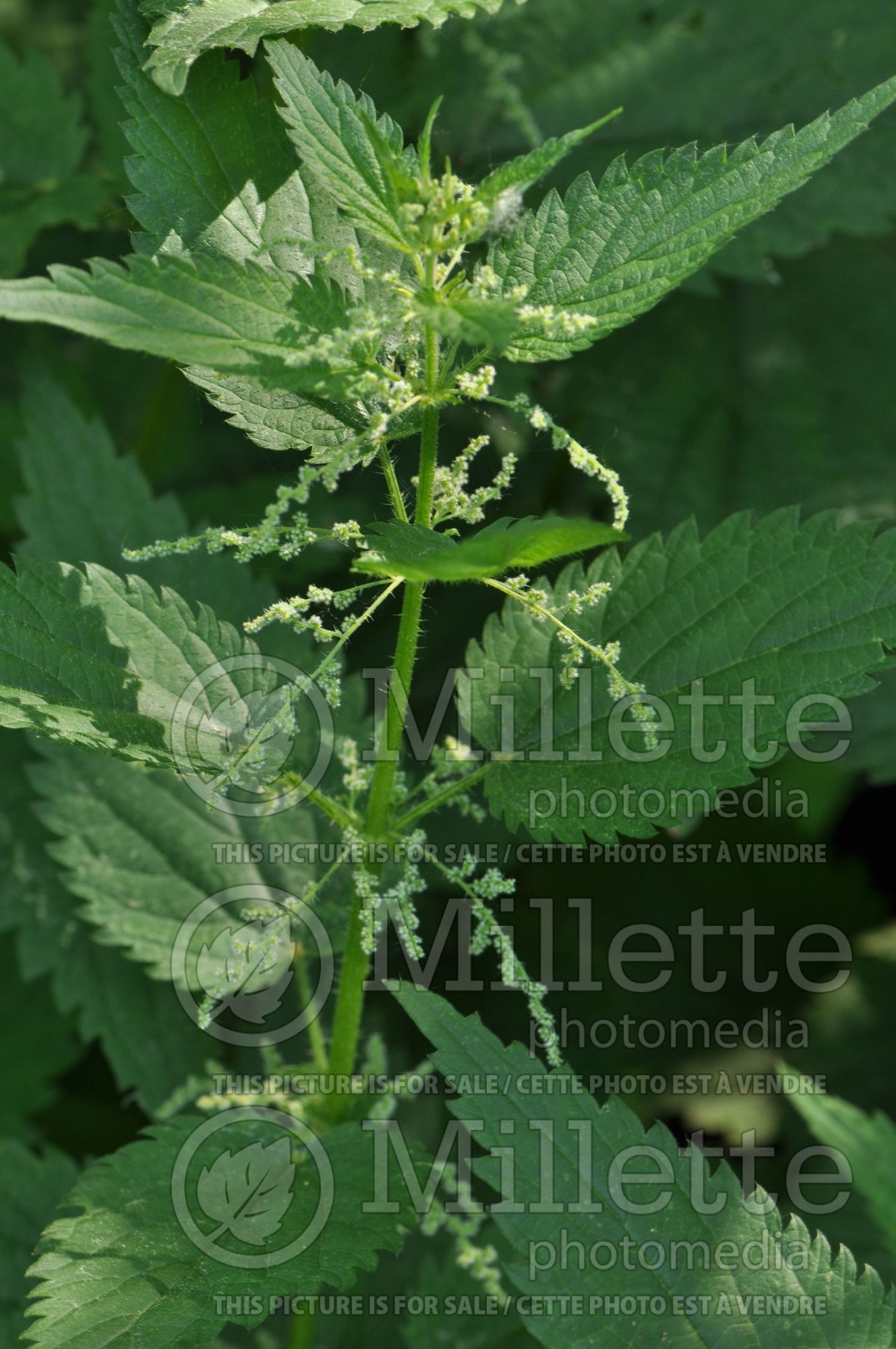Millette Photomedia presents some very toxic plants.