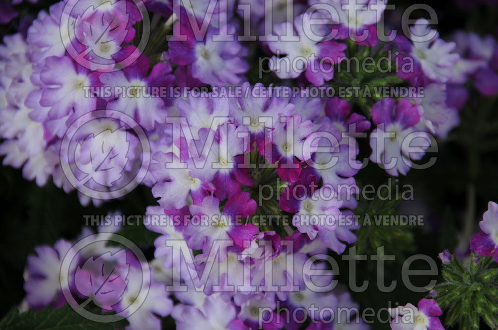 Verbena Red Fox Empress Wicked Purple (Verbena)   