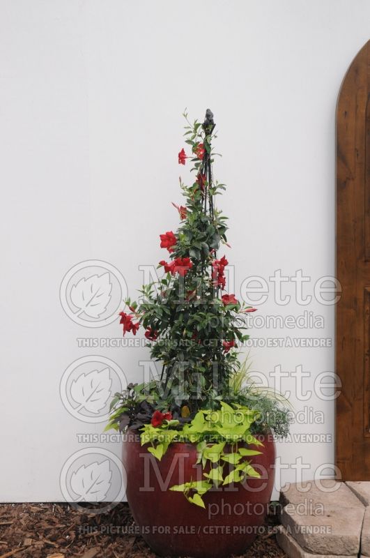 Mandevilla Sun Parasol Pretty Crimson or Sunmanderemi (Brazilian Jasmine - Scarlet Pimpernel, Red Riding Hood) 1