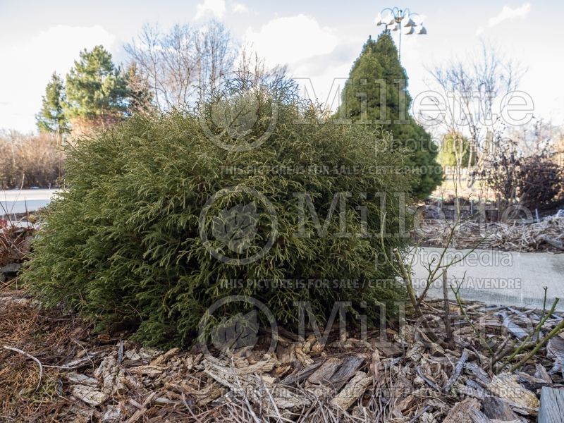 Thuja or Thuya Linesville aka Mr. Bowling Ball aka Bobozam (Winter look) (Eastern Arborvitae conifer) 5