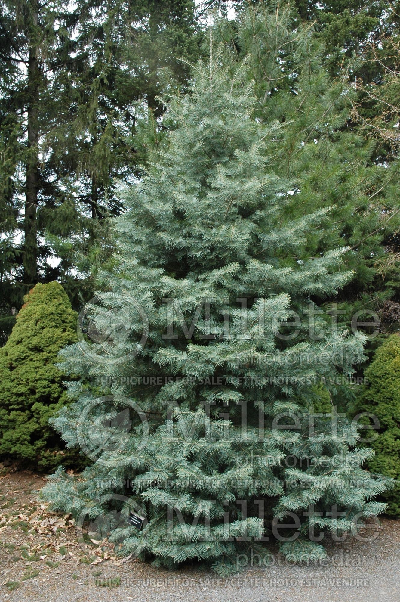 Abies concolor (White Fir conifer) 9