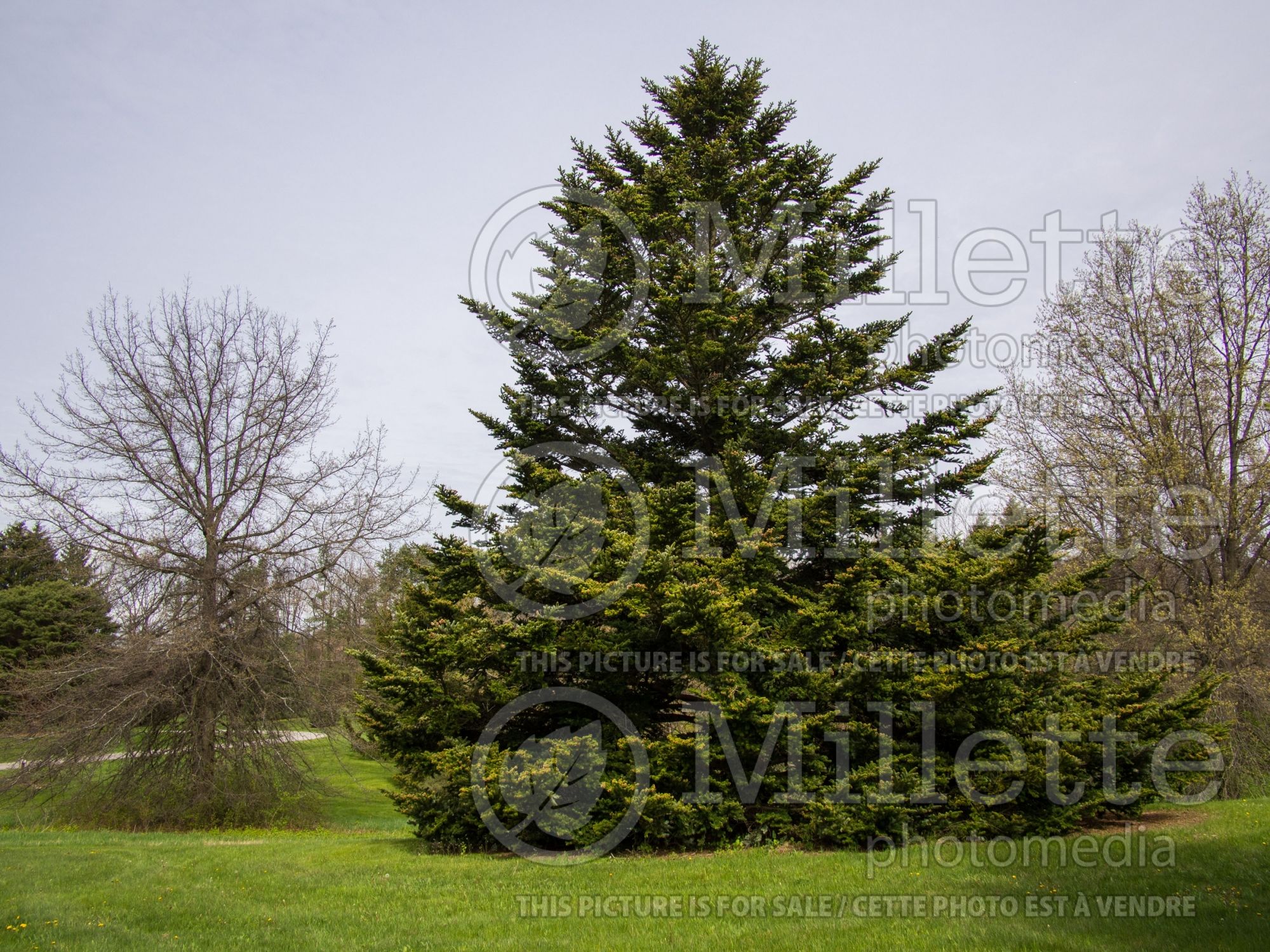Abies nordmanniana (Nordmann Fir conifer) 2