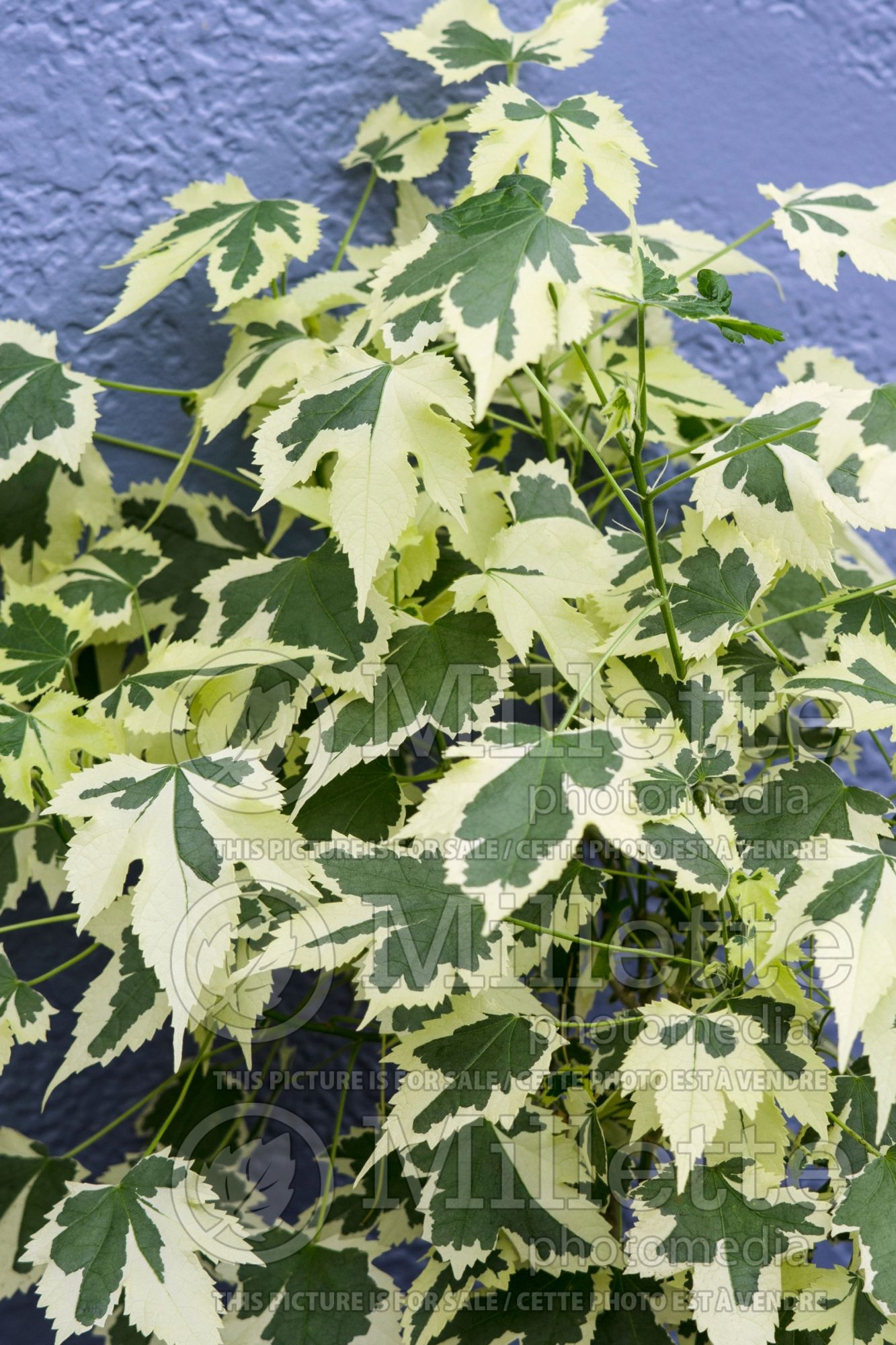 Abutilon Savitzi (Flowering Maple, Indian Mallow) 1