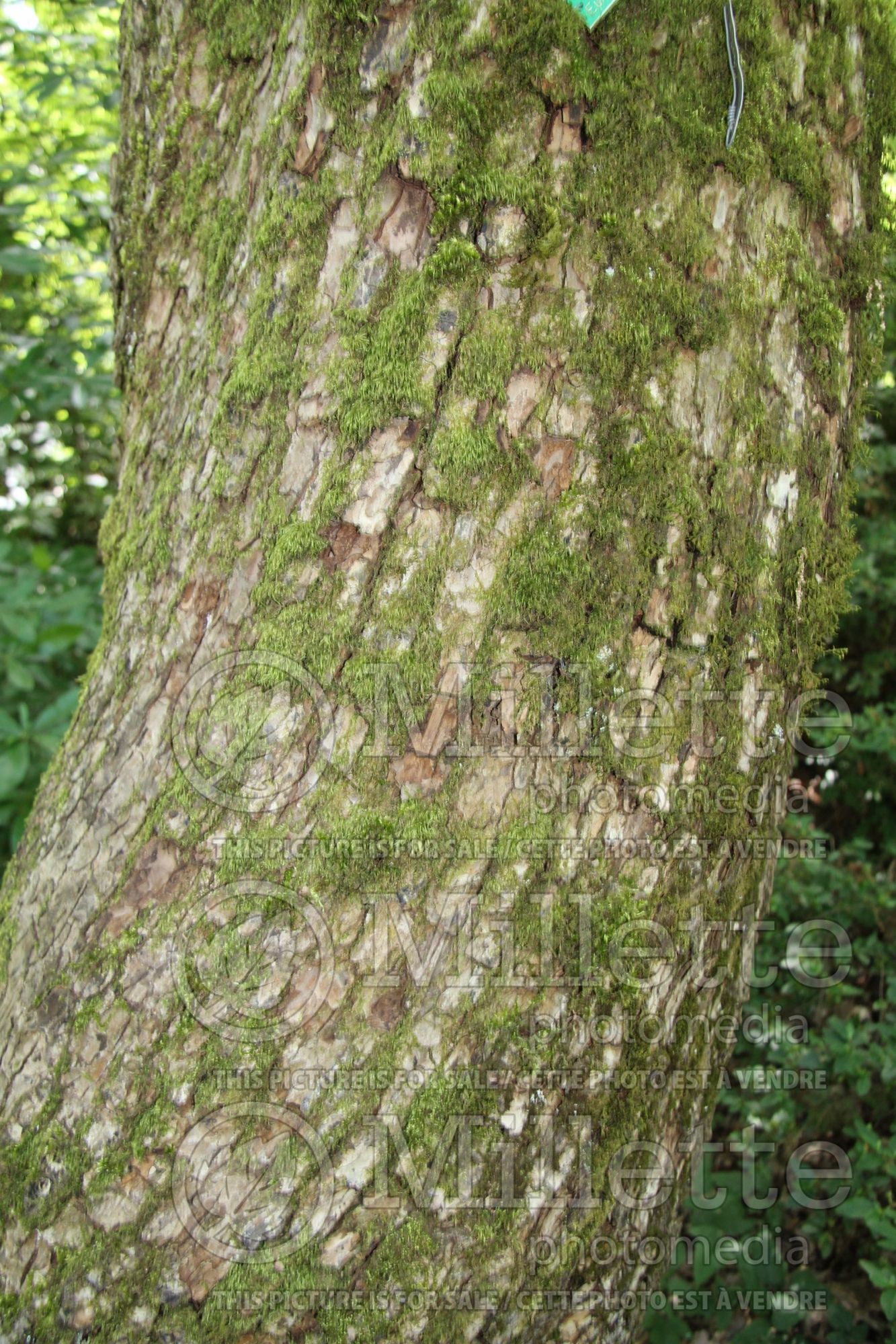 Acer campestre - Bark (field maple hedge maple) 4
