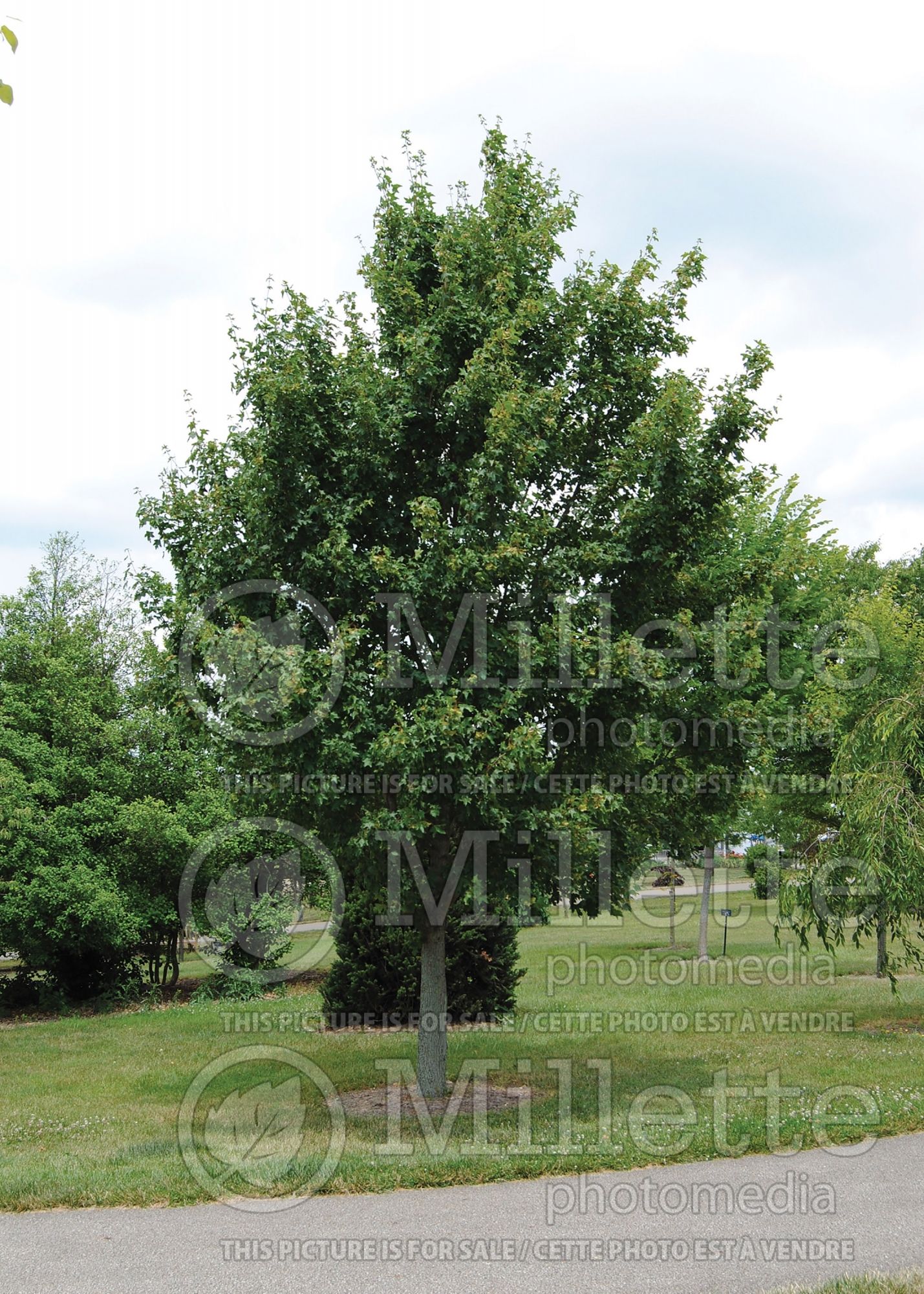 Acer St. Gregory aka Stgrezam (field maple hedge maple) 1