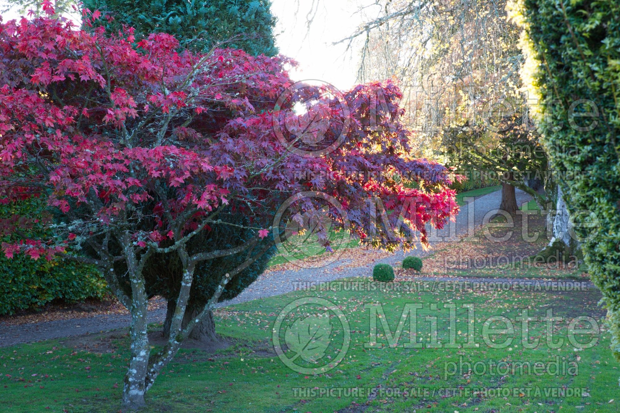 Acer Rubrum (Caucasian maple) 1