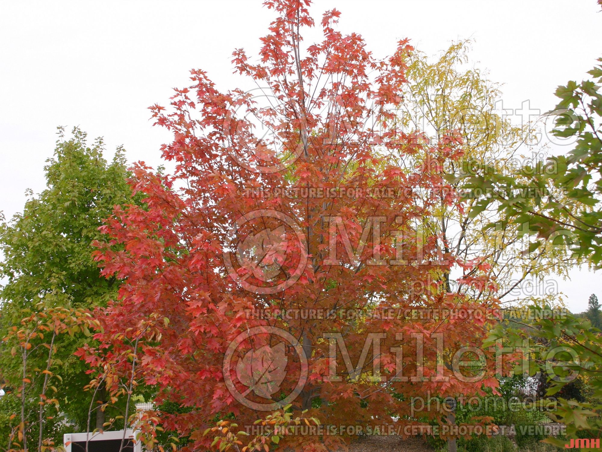 Acer Autumn Blaze aka Jeffsred (Maple) 3