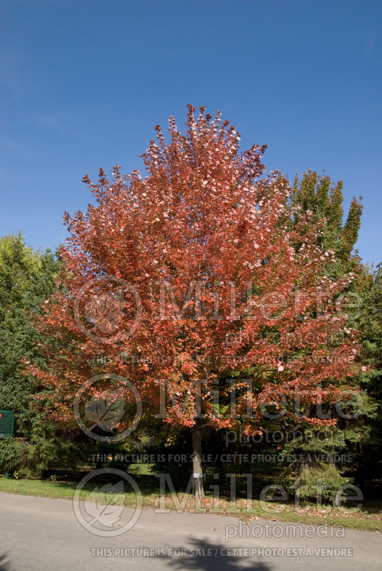 Acer Autumn Blaze aka Jeffsred (Maple) 4