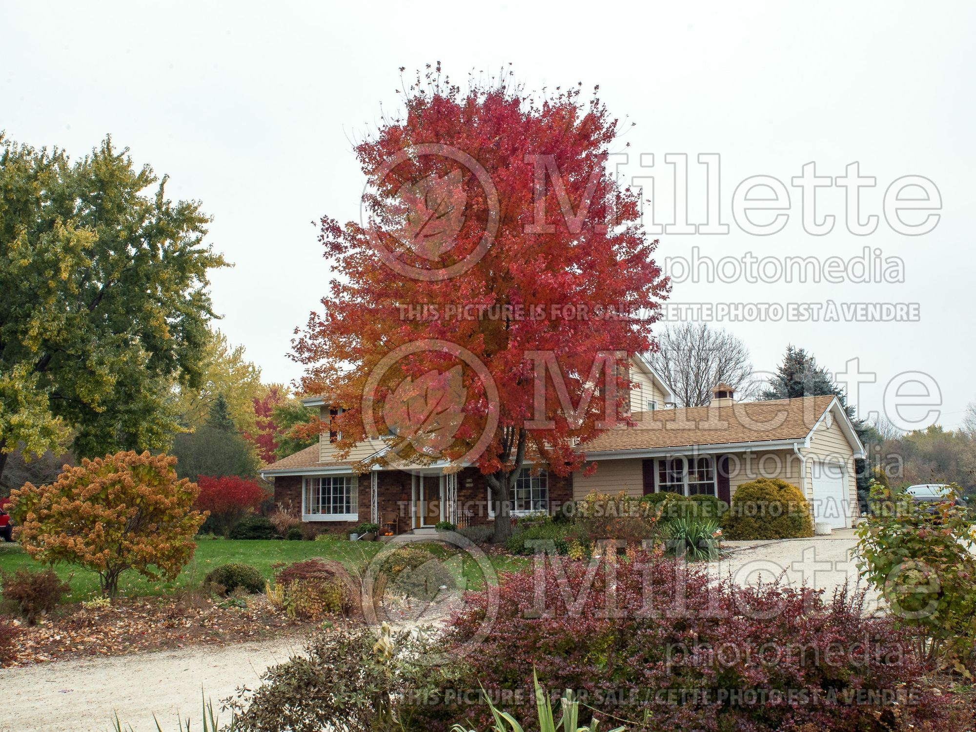 Acer Autumn Blaze aka Jeffsred (Maple) 8