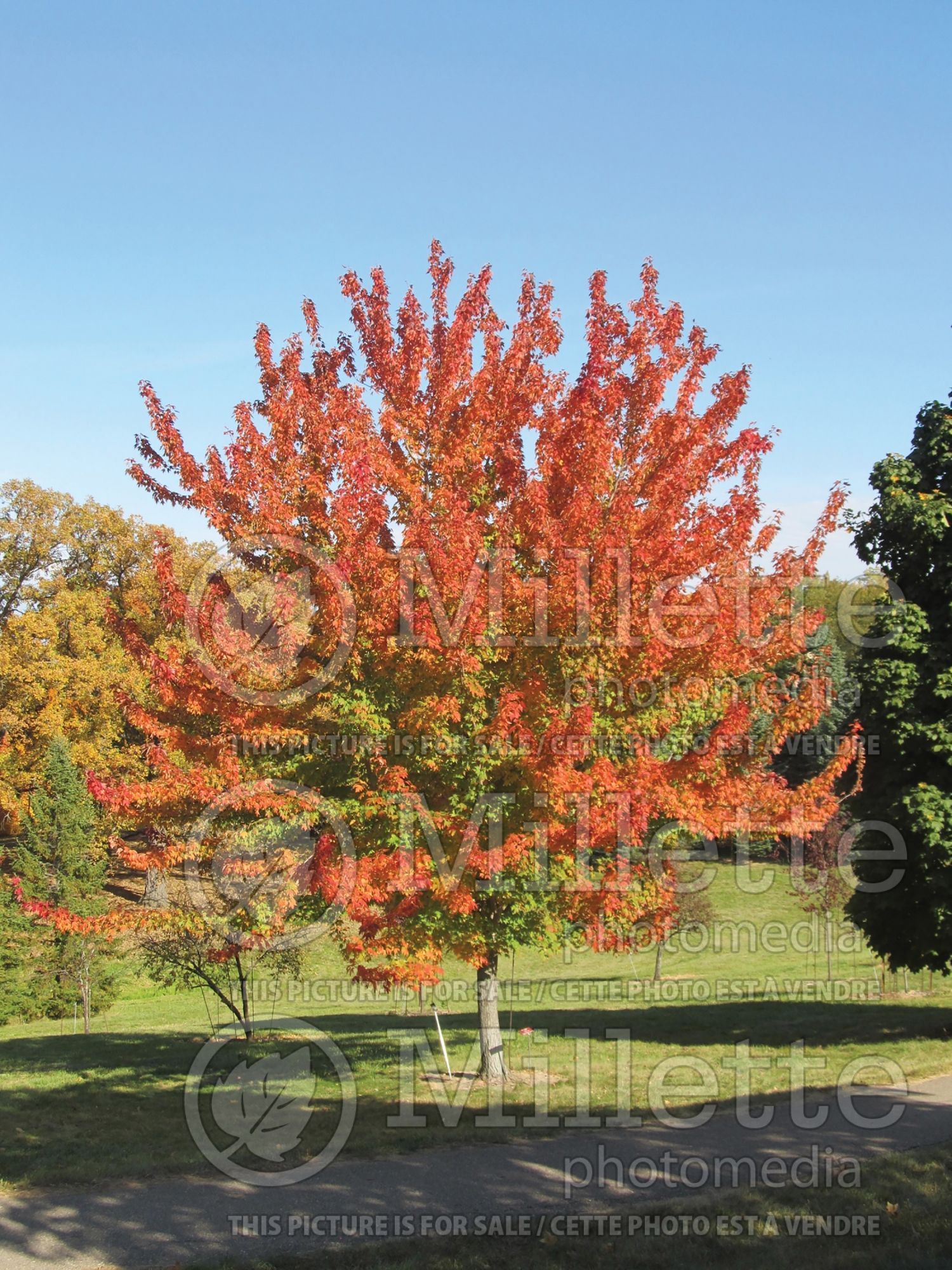 Acer Firefall (Maple) 1