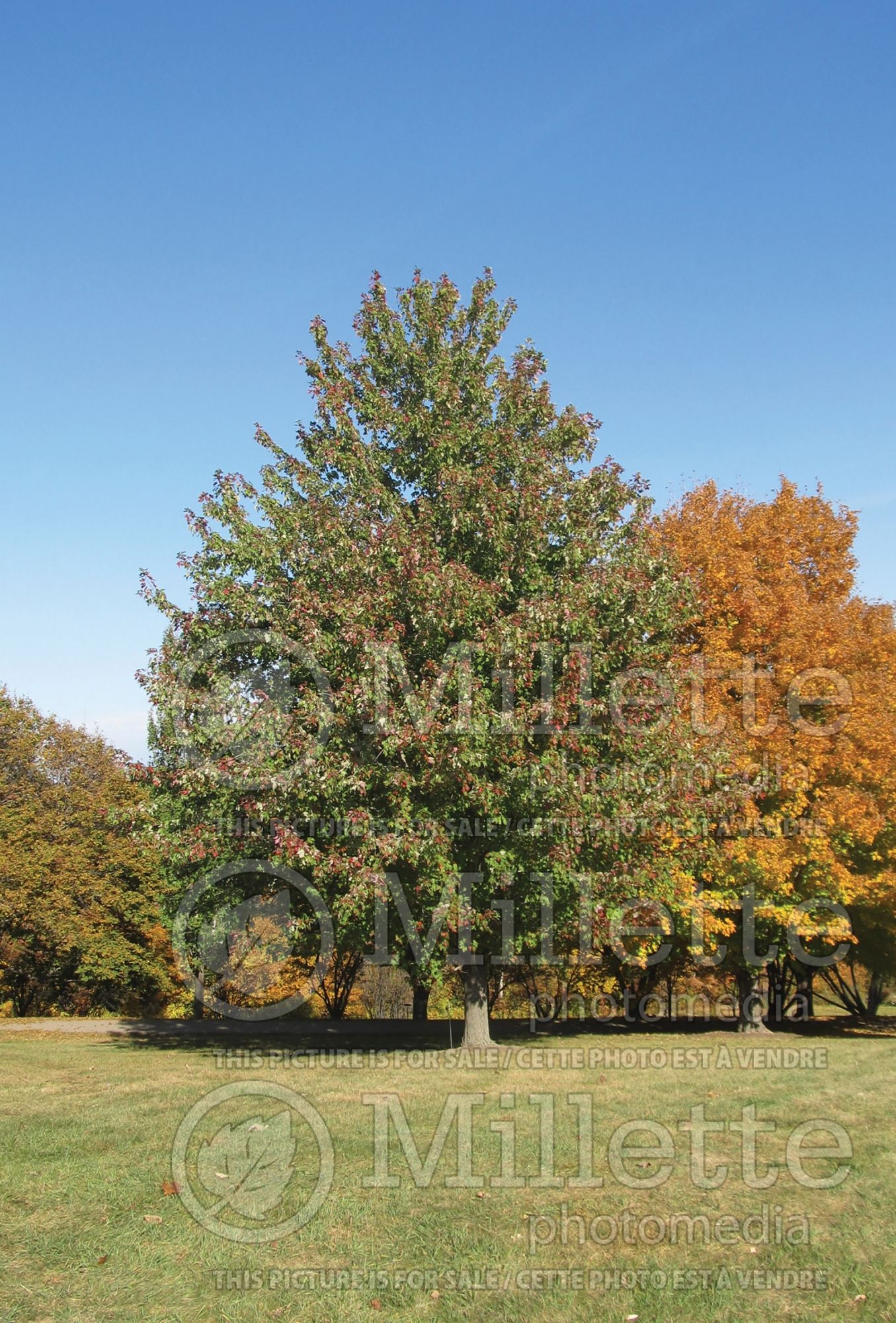 Acer Marmo (Maple) 3