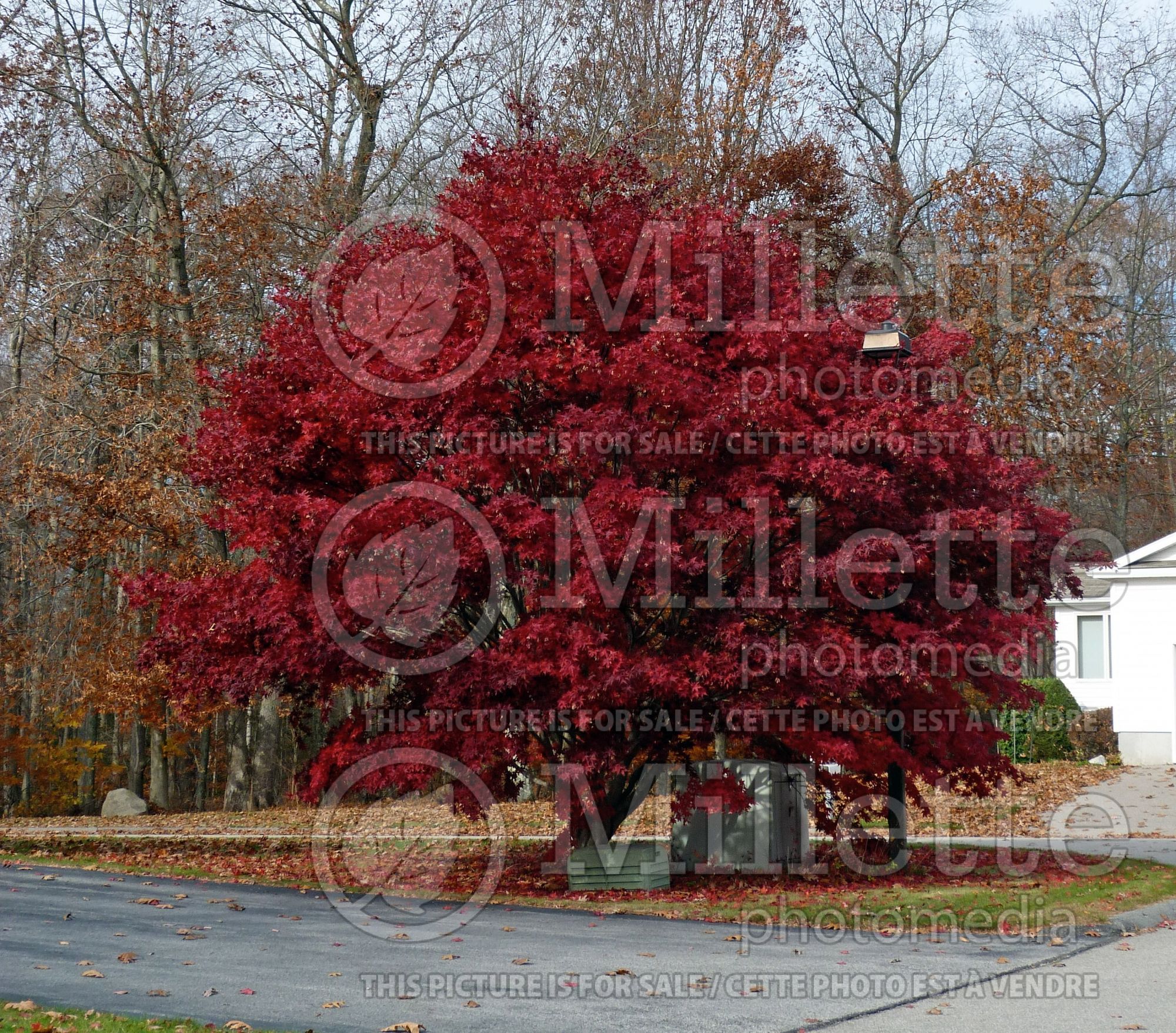 Acer freemanii (Freeman's maple) 1