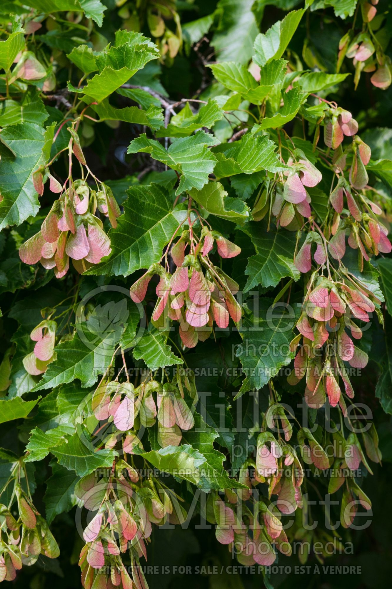 Acer Flame (Amur Maple) 6