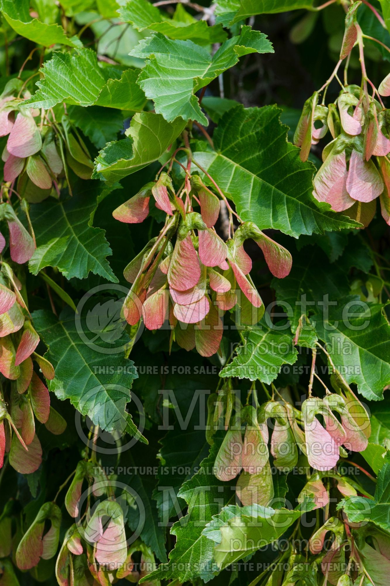 Acer Flame (Amur Maple) 7