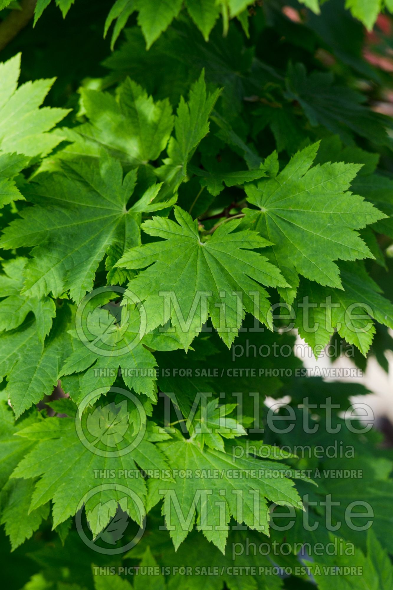 Acer Vitifolium (Japanese Maple) 1