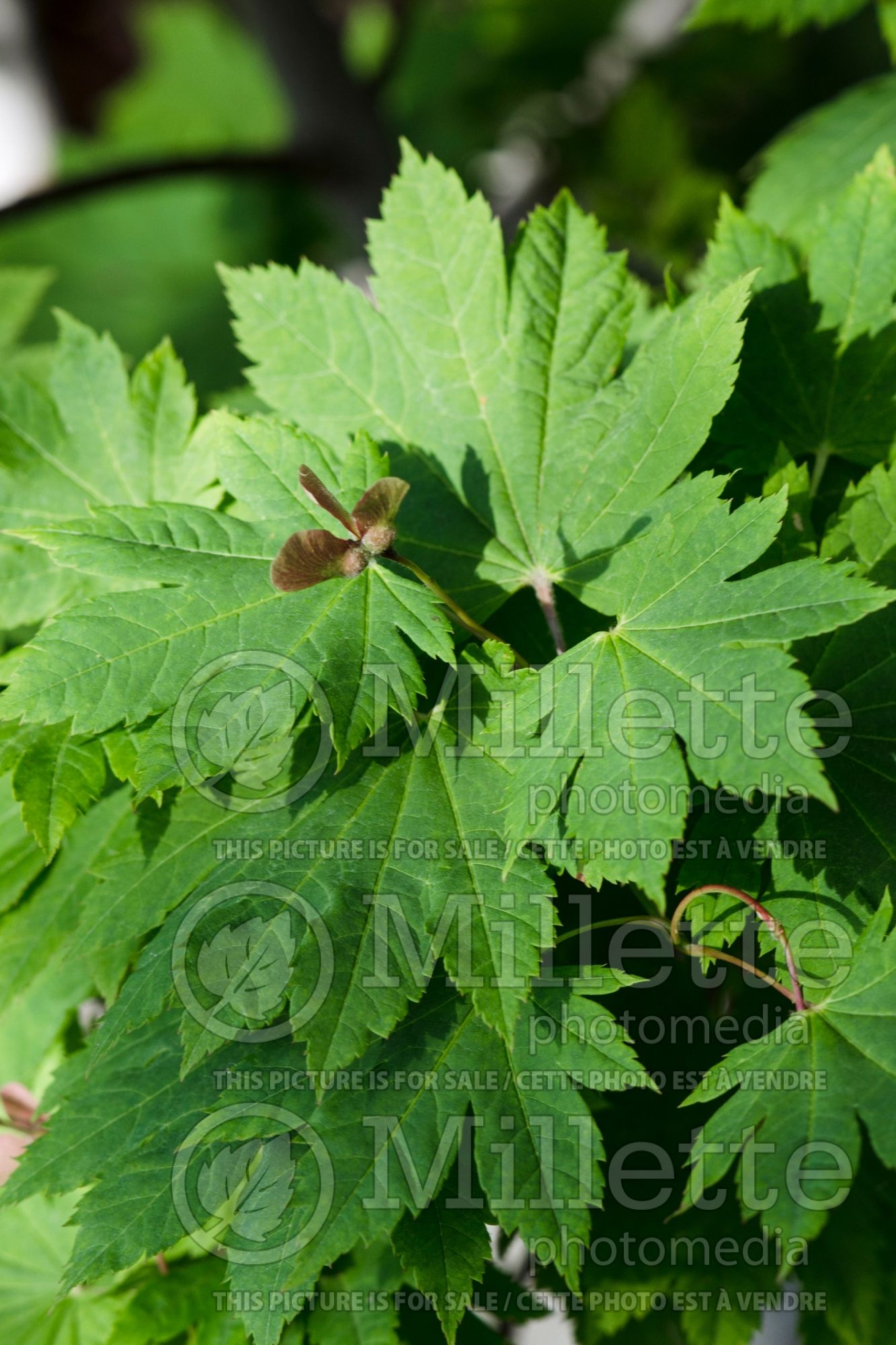 Acer Vitifolium (Japanese Maple) 2