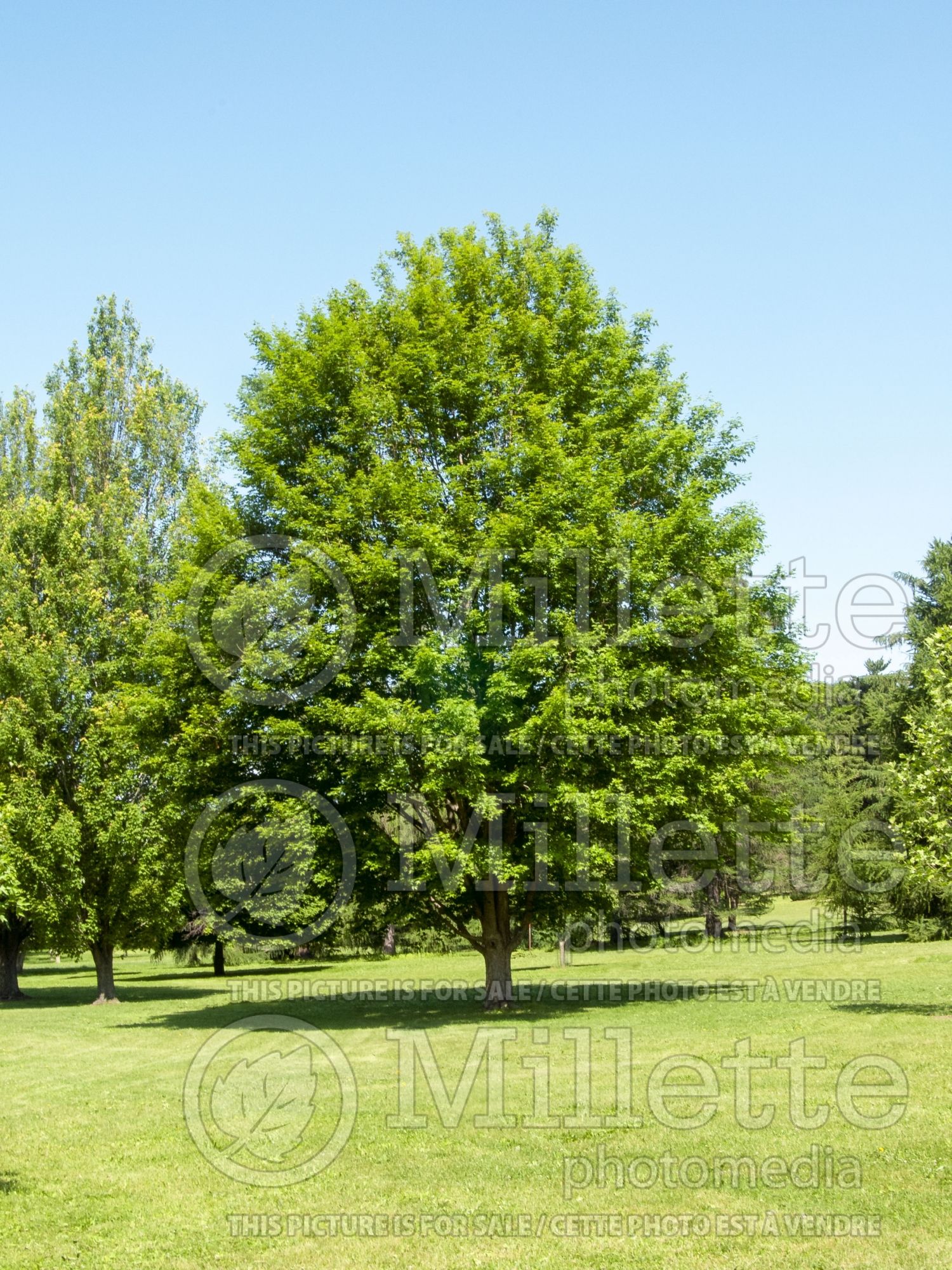Acer Morton aka State Street (miyabe maple) 4