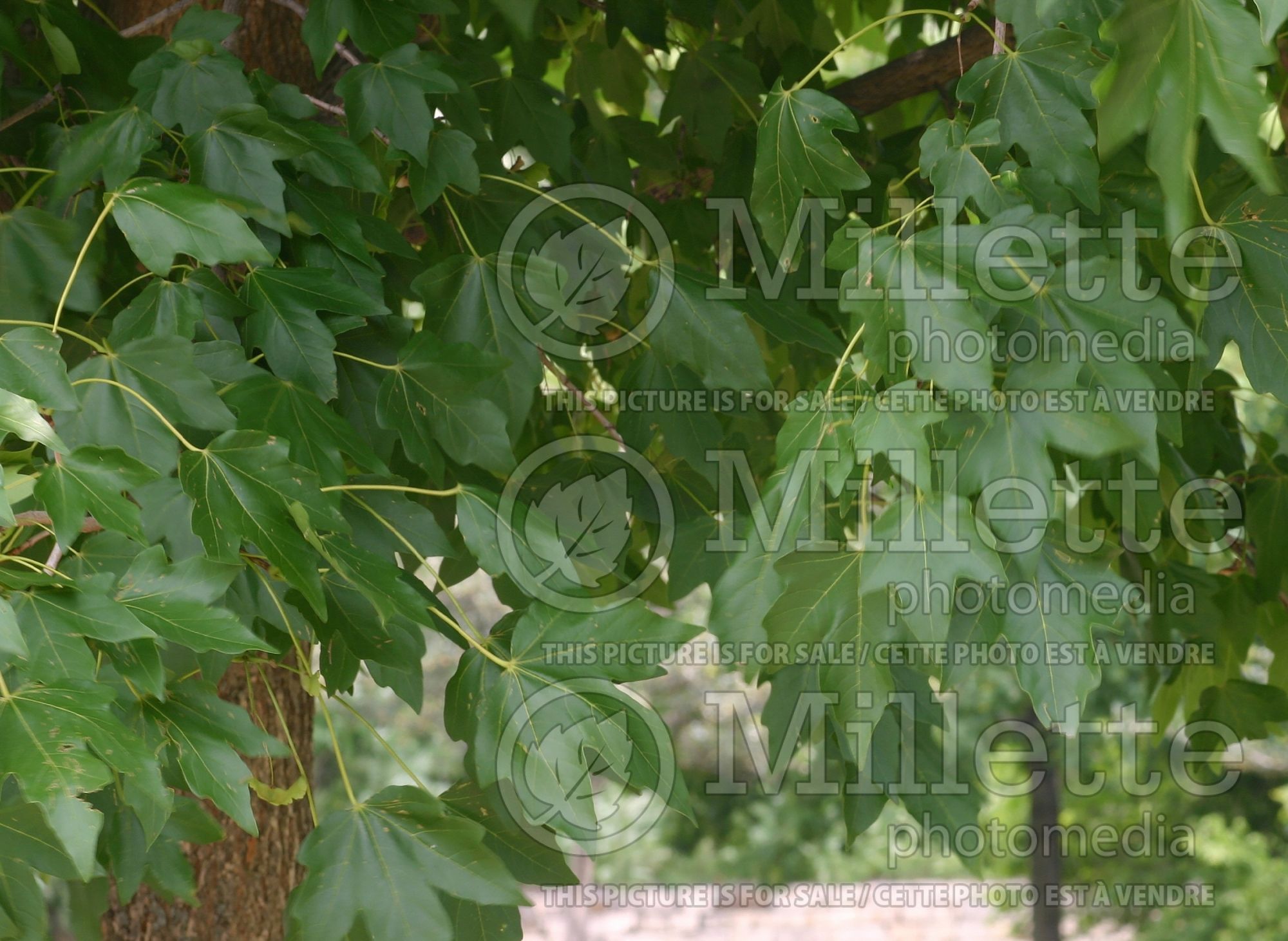 Acer Morton aka State Street (miyabe maple) 2