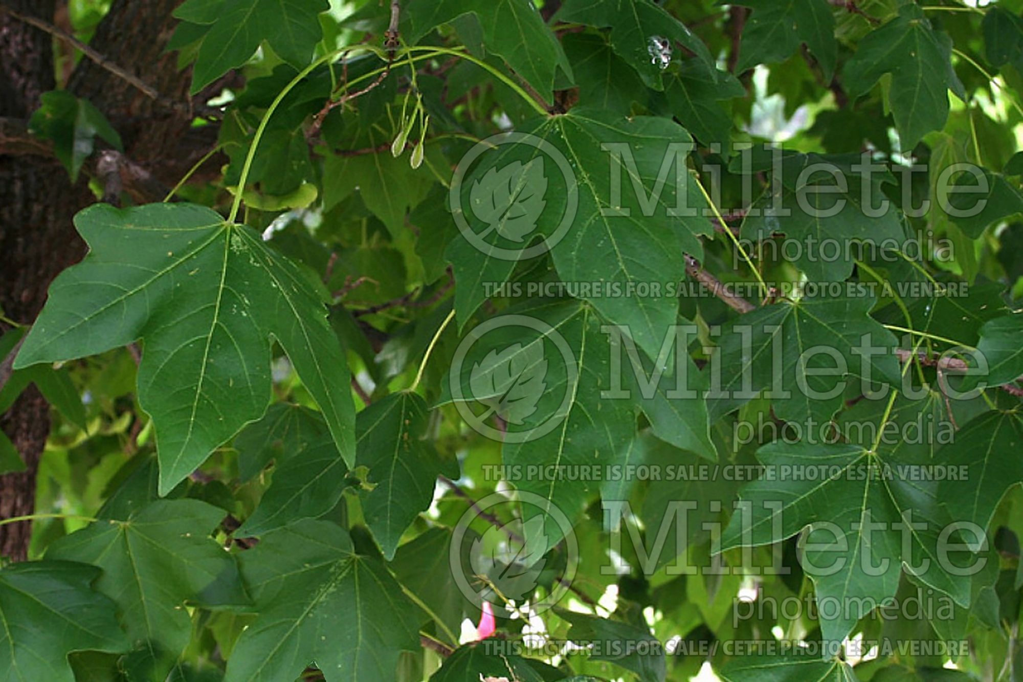 Acer Morton aka State Street (miyabe maple) 3
